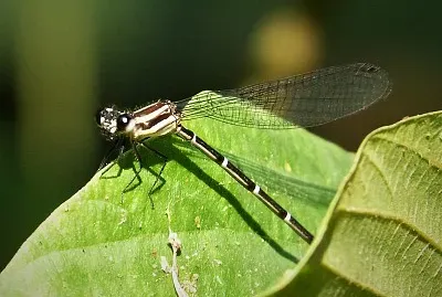 Argia translata