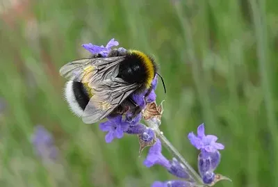 Un bourdon dans les lavandes