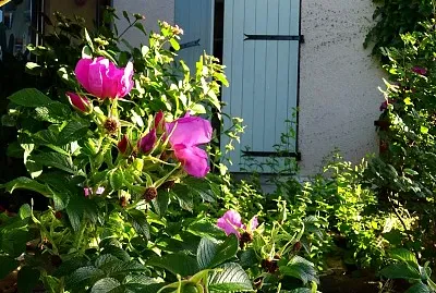 volets vert et quelques  roses