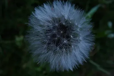 Je sÃ¨me Ã  tous vents