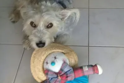 Animais de estimacao