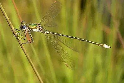 Lestes virens