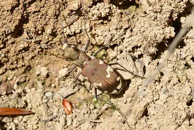 Cicindela sylvicola