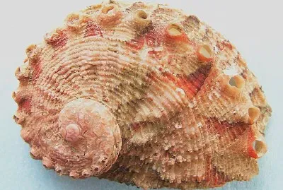 Haliotis queketti