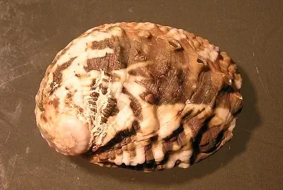 Haliotis madaka