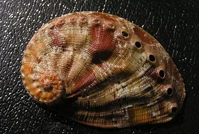 Haliotis semplicata