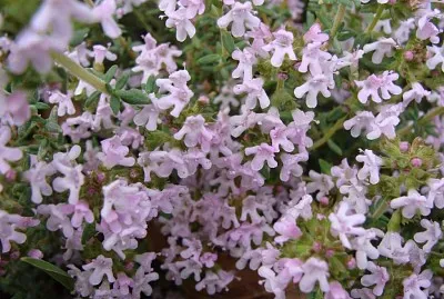 Gros plan sur du thym fleuri. jigsaw puzzle