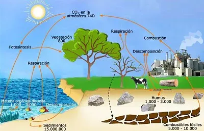 CICLO DEL CARBONO