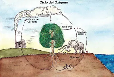 CICLO DEL OXIGENO