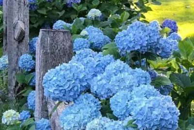 flores jigsaw puzzle