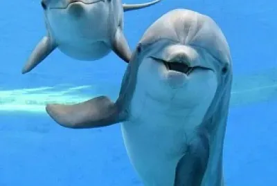 delfines