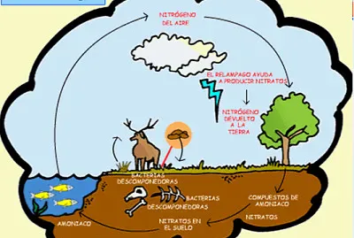 CICLO DEL NITRÃ“GENO