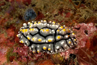 Phyllidia elegans