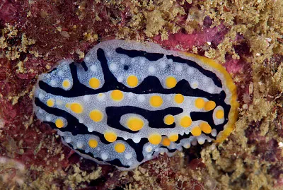 Phyllidia exquisita