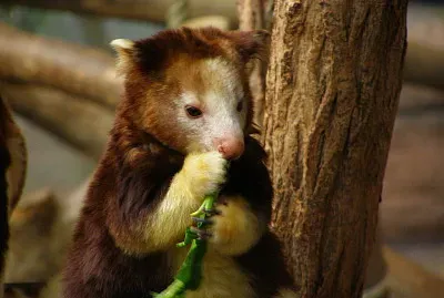 Canguro arboricolo di goodfellow
