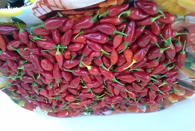 RÃ©colte de piments