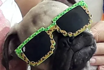 Dog Sonic3 jigsaw puzzle