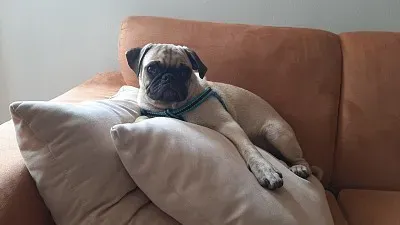 Dog Sonic3 jigsaw puzzle