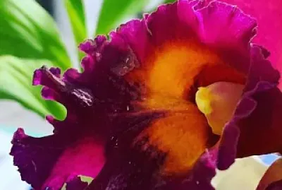 flores jigsaw puzzle