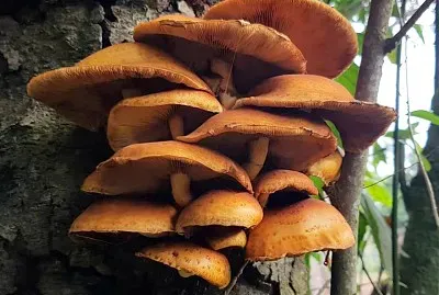 natural