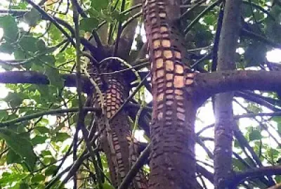 natural jigsaw puzzle