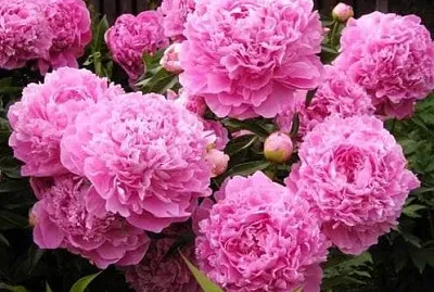 flores jigsaw puzzle