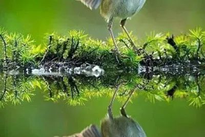 natural jigsaw puzzle