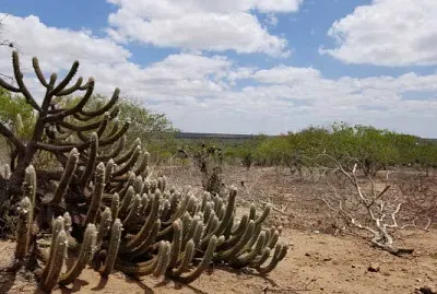 CAATINGA jigsaw puzzle