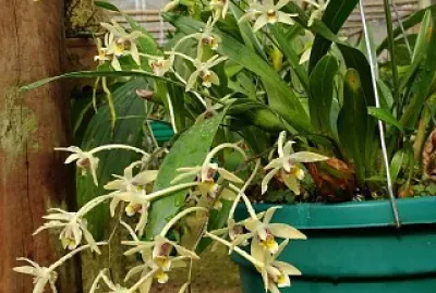 flores jigsaw puzzle