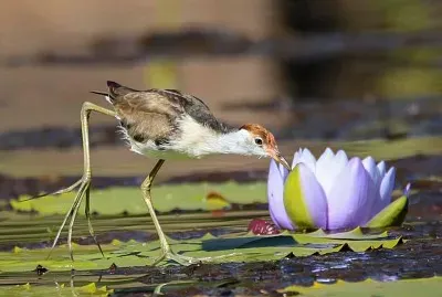 flores jigsaw puzzle