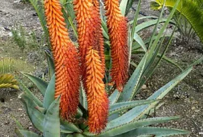 natural jigsaw puzzle