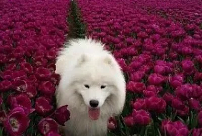 flores jigsaw puzzle