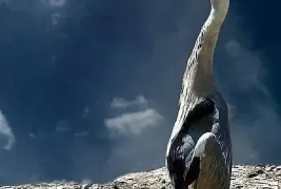 natural jigsaw puzzle