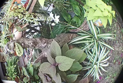 plantas jigsaw puzzle