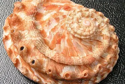 Haliotis scalaris