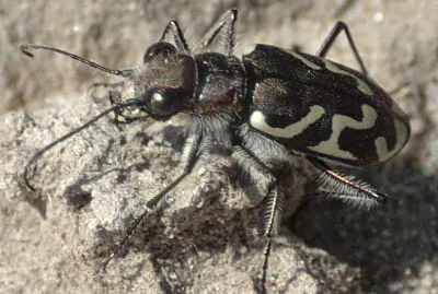 Cicindela tranquebarica
