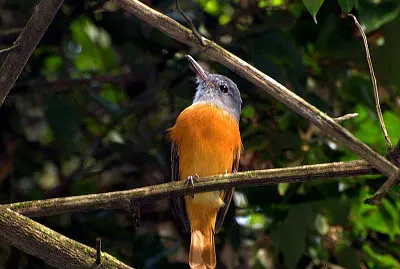 Attila cappuccio grigio