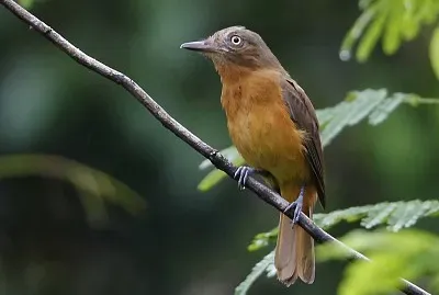 Attila occhi bianchi