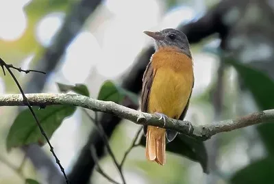 Attila ventre giallo