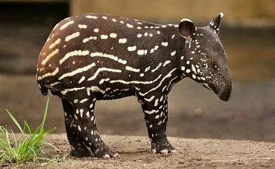 Tapiro della malesia