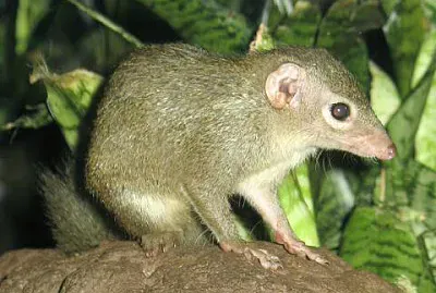 Tupaia glis