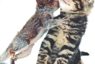 貓鼠親一下 jigsaw puzzle