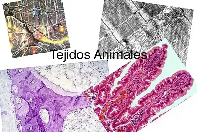 TEJIDO ANIMAL 2
