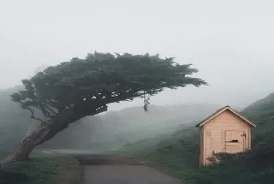 natural jigsaw puzzle