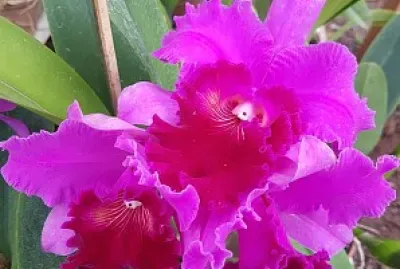 flores jigsaw puzzle