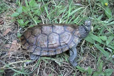 Falsa carta geografia