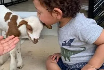 AMOR POR LOS ANIMALES