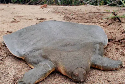 Dal guscio molle gigante