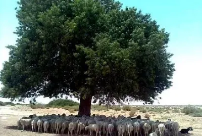 natural jigsaw puzzle