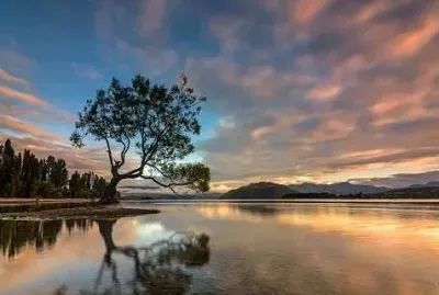 紐西蘭瓦納卡湖之孤樹